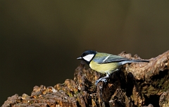 David Plant Photography - Wildlife Photographer - Great tit - B